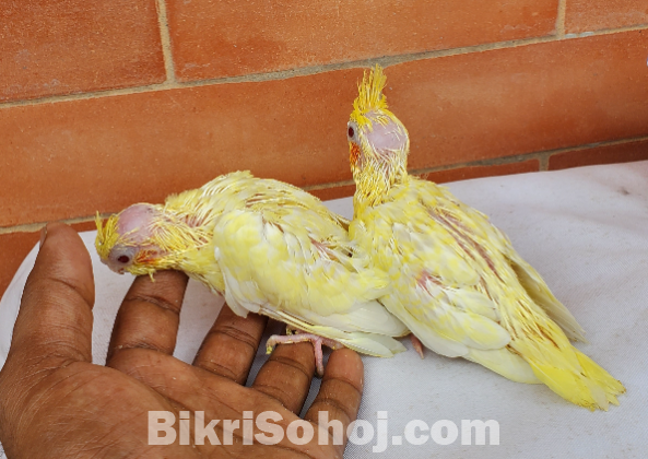 ককাটেল হেভি পার্ল